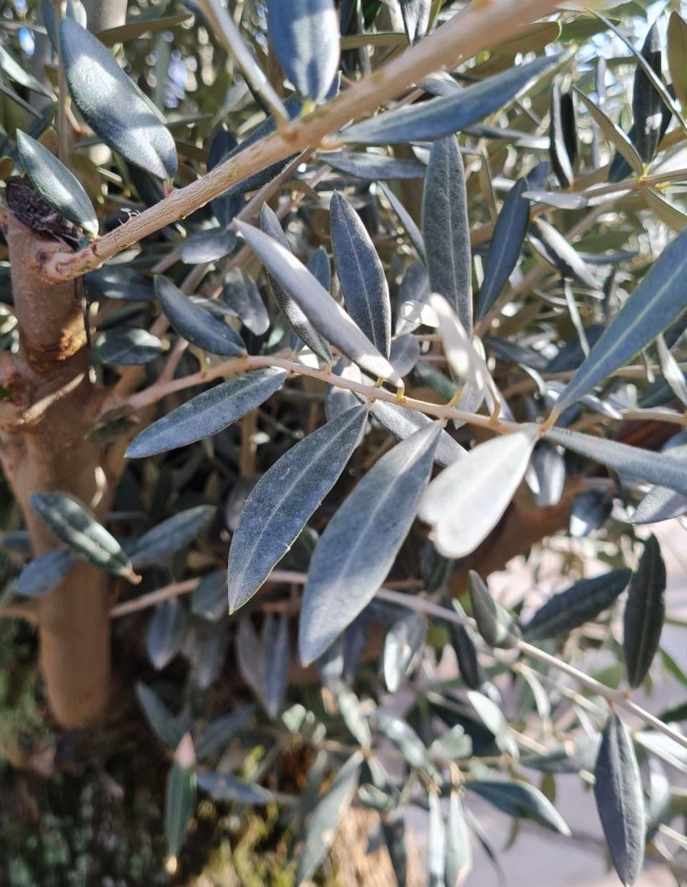 Olijfboom | knotvorm