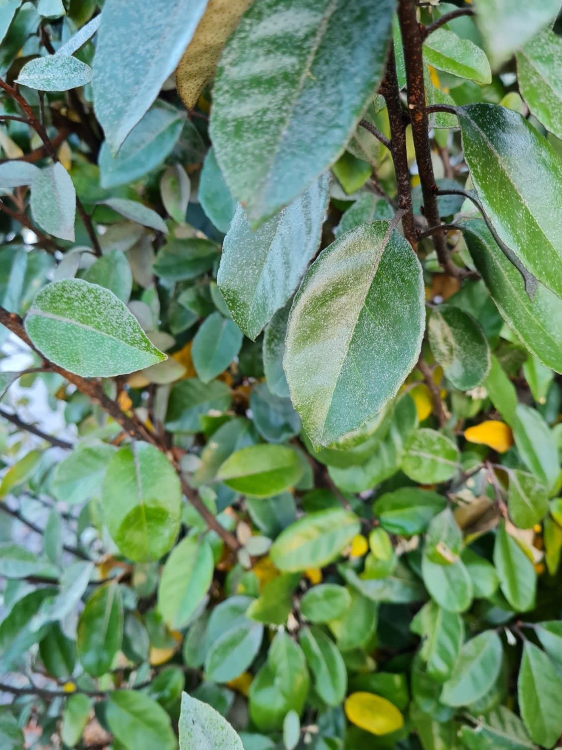 Olijfwilg | Struikvorm