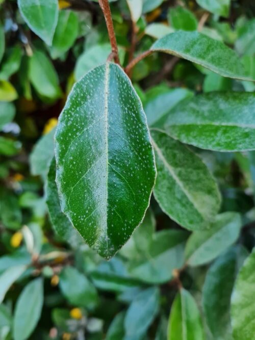 Olijfwilg | Struikvorm