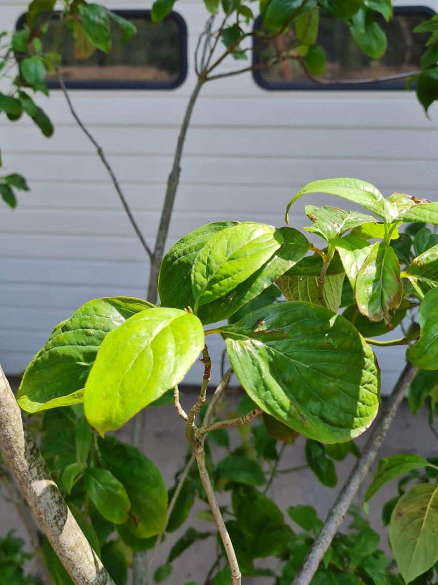 Veelbloemige kornoelje | Meerstammig