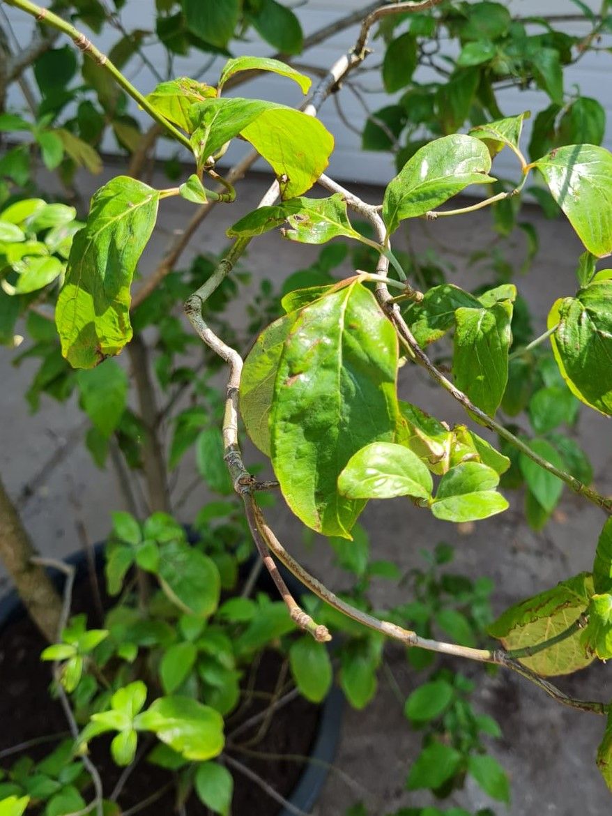 Veelbloemige kornoelje | Meerstammig