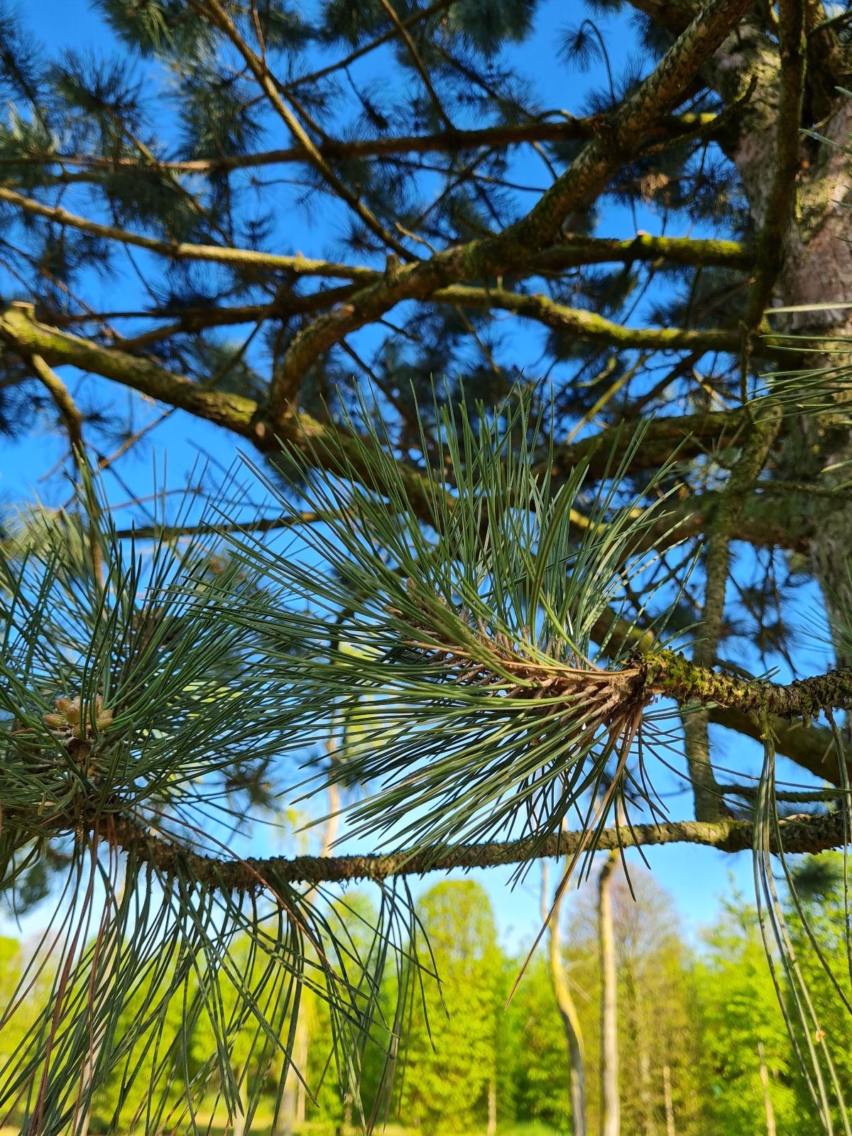 Oostenrijkse den | Hoogstam