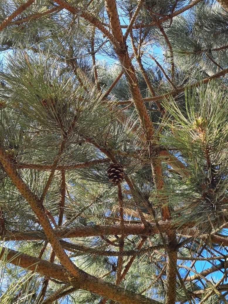 Oostenrijkse den | Hoogstam