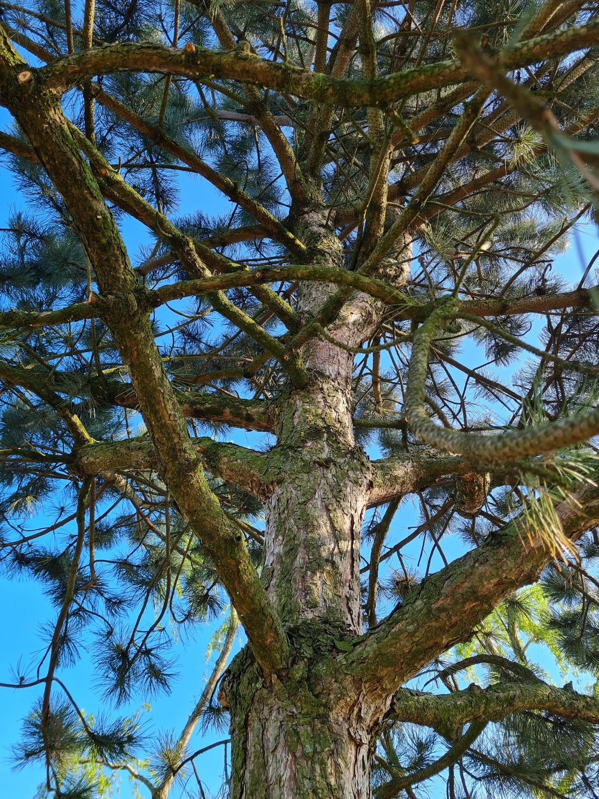 Oostenrijkse den | Hoogstam