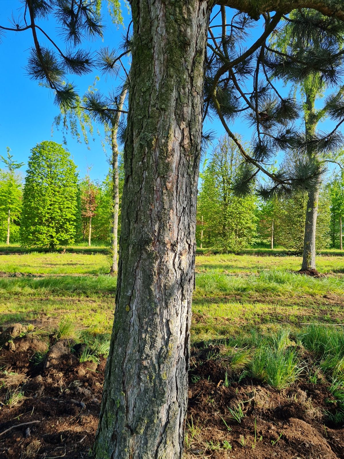 Oostenrijkse den | Hoogstam