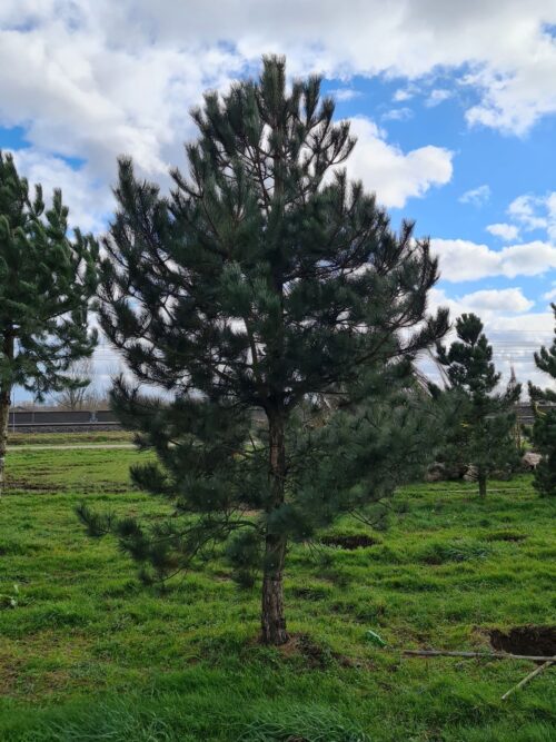 Oostenrijkse den | Laagstam