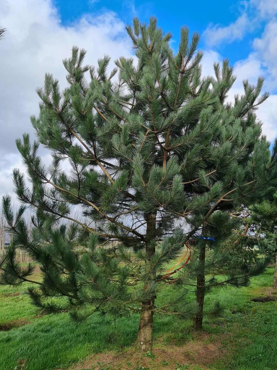 Oostenrijkse den | Laagstam