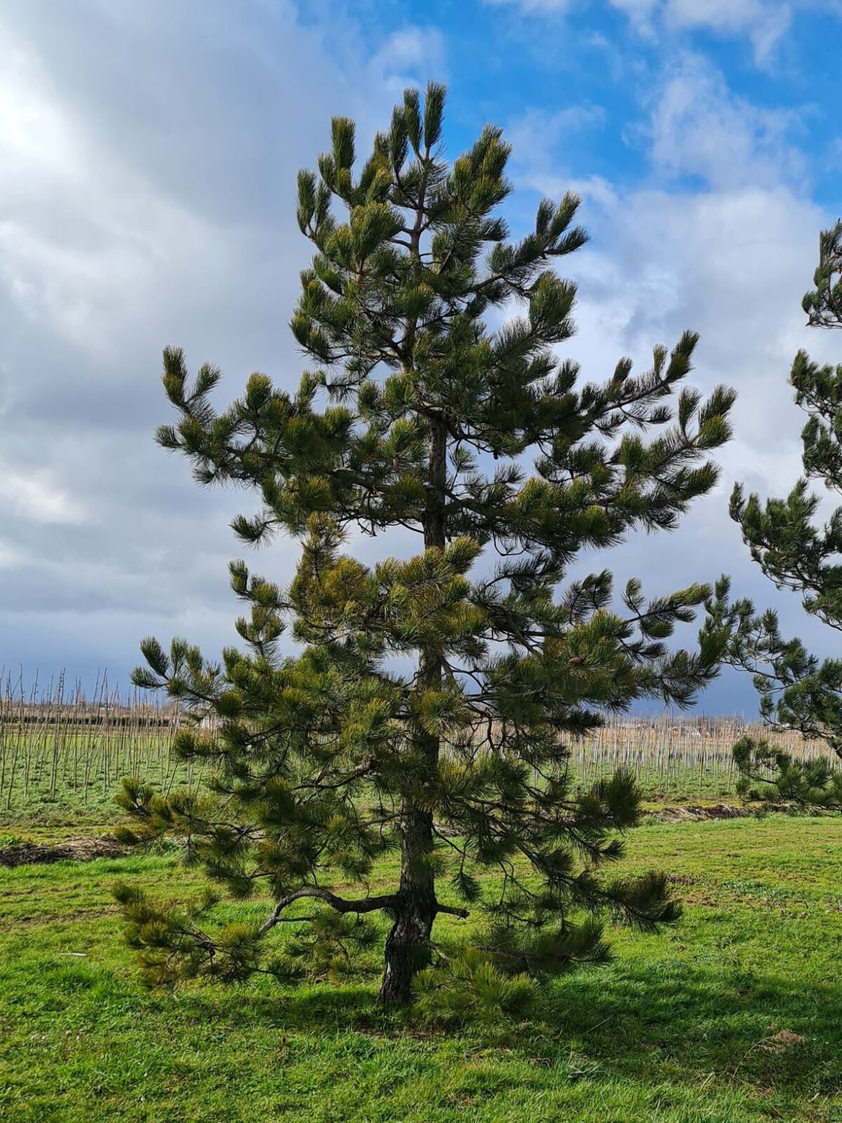 Oostenrijkse den | Laagstam