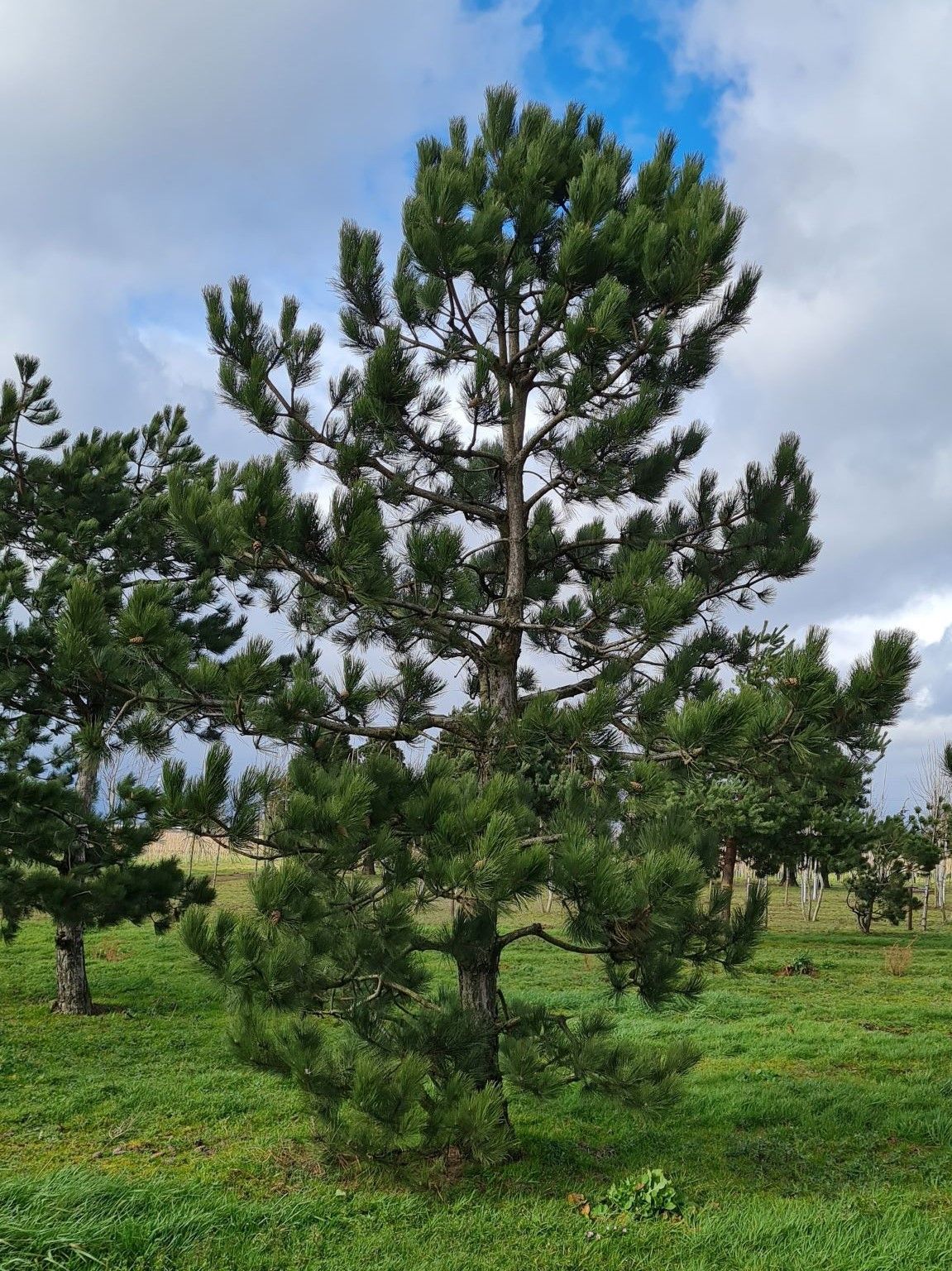 Oostenrijkse den | Laagstam
