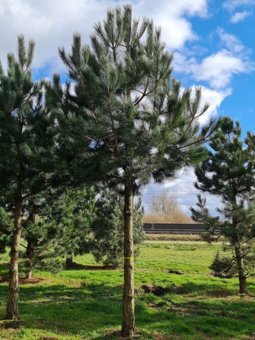 Oostenrijkse den | Hoogstam