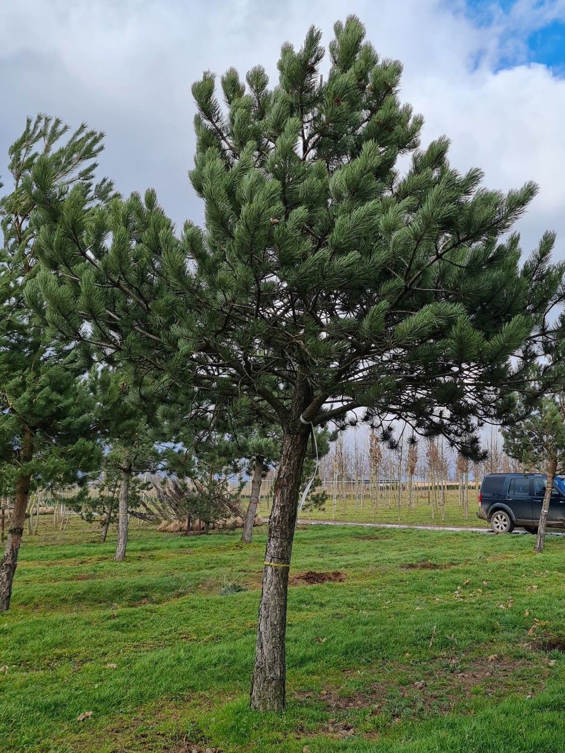 Oostenrijkse den | Hoogstam