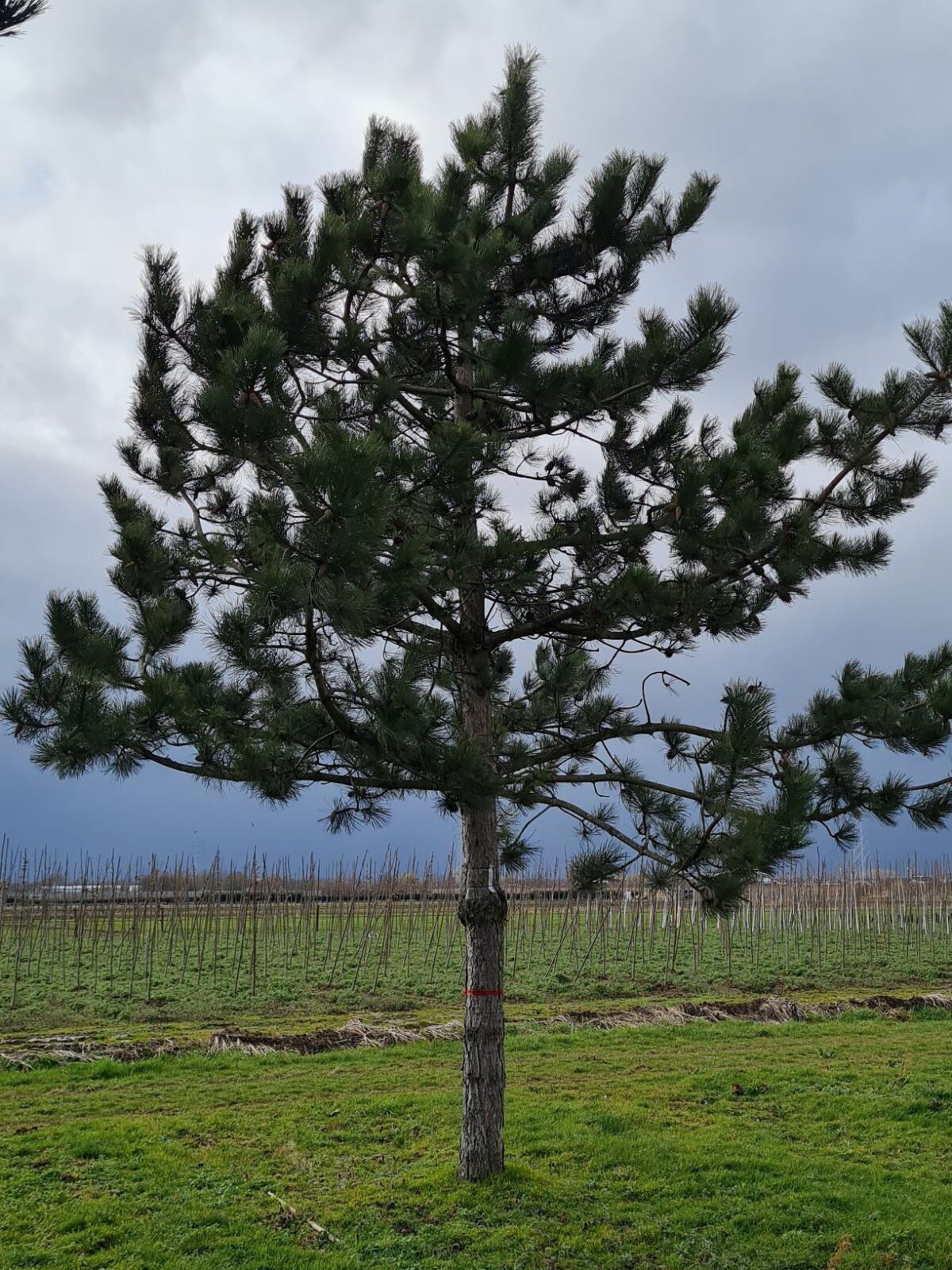 Oostenrijkse den | Hoogstam
