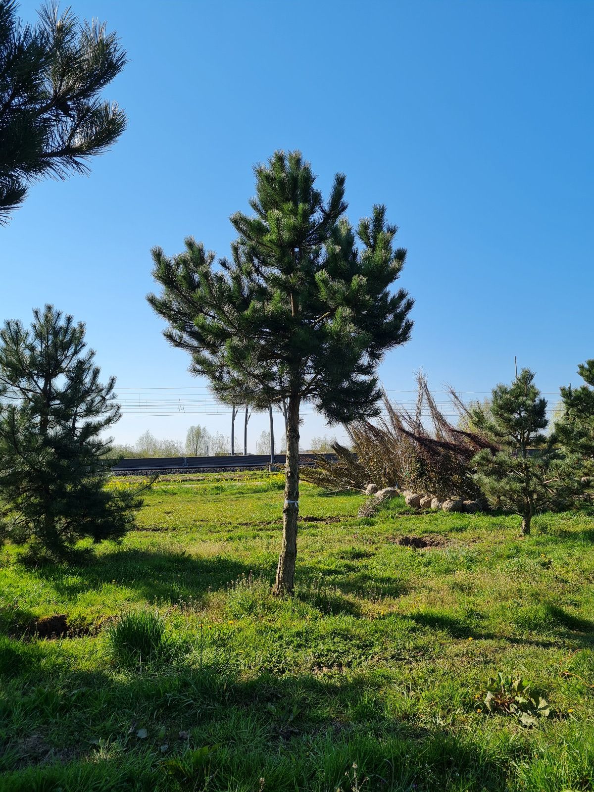 Oostenrijkse den | Hoogstam