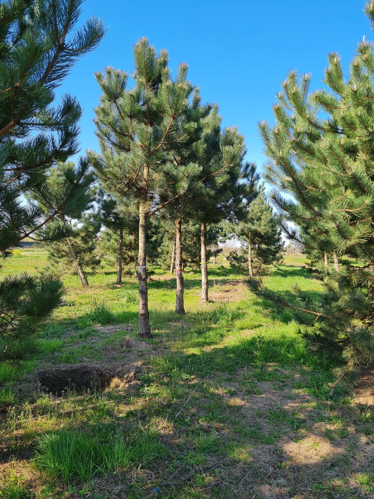 Oostenrijkse den | Hoogstam