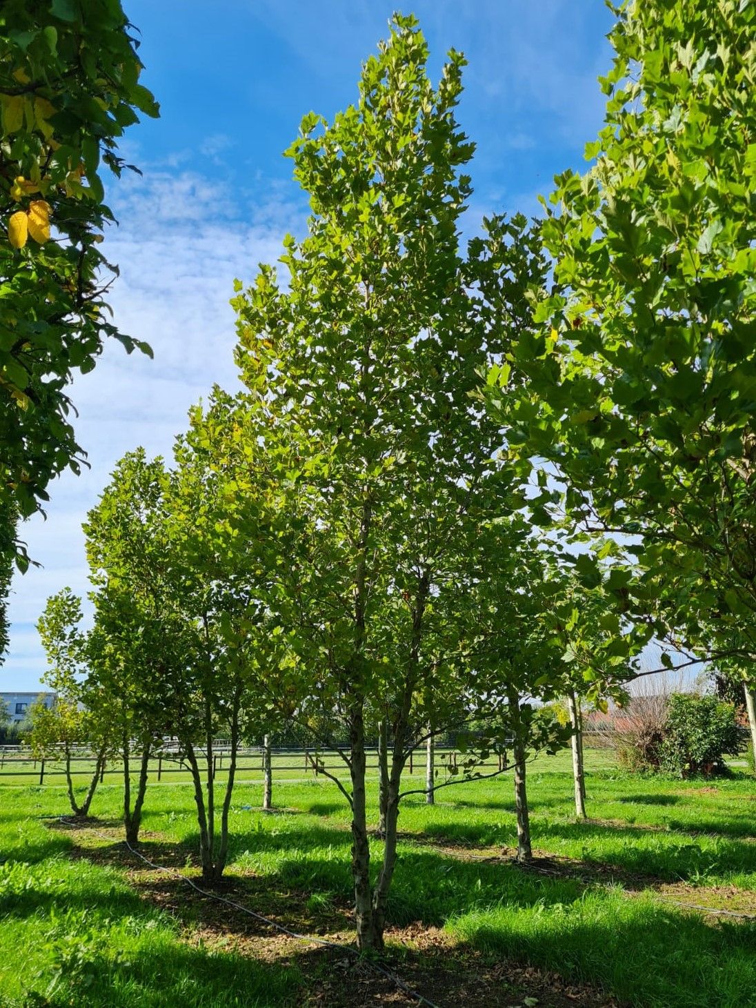 Oosterse plataan | Meerstammig