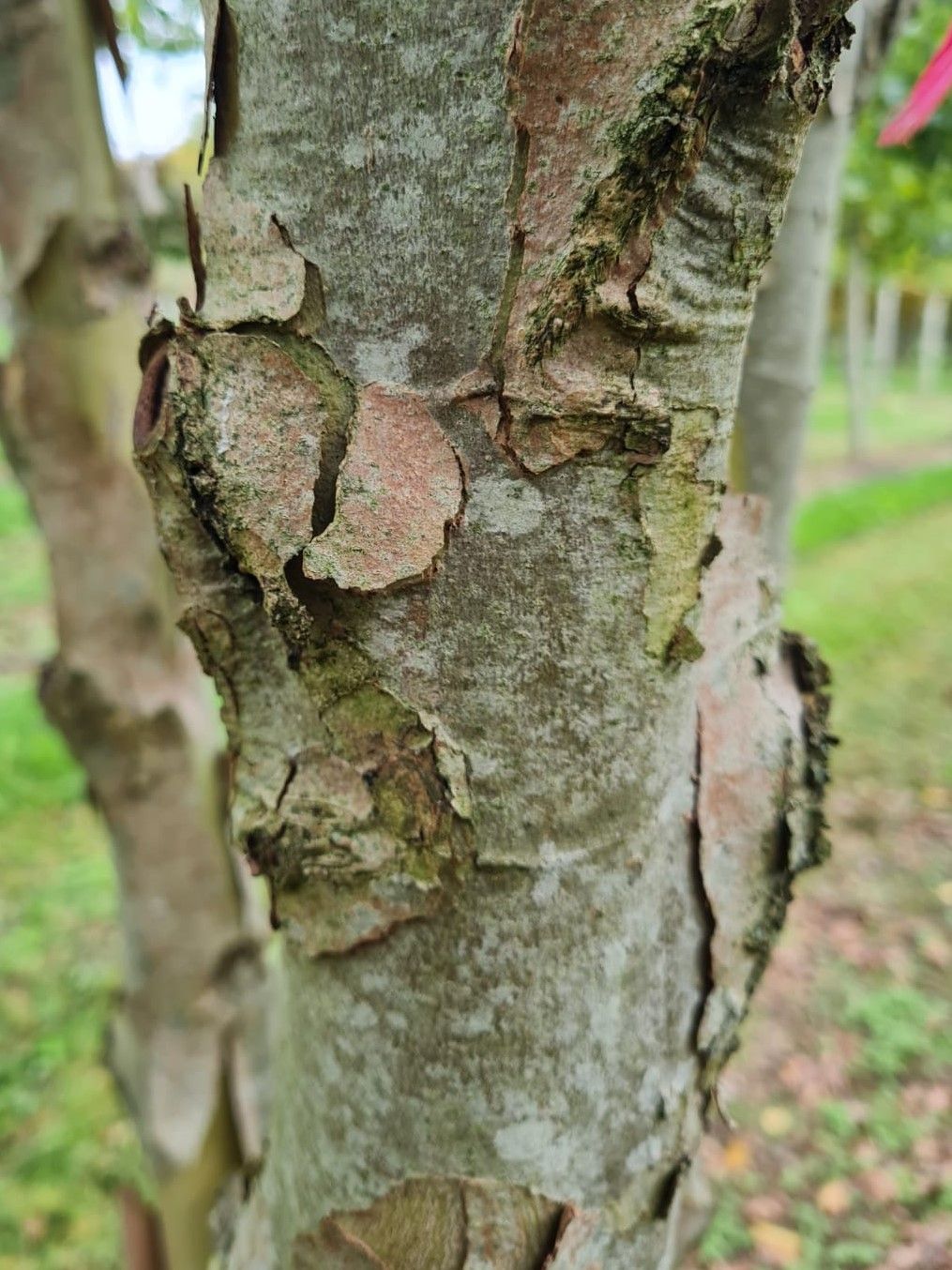Oosterse plataan | Meerstammig