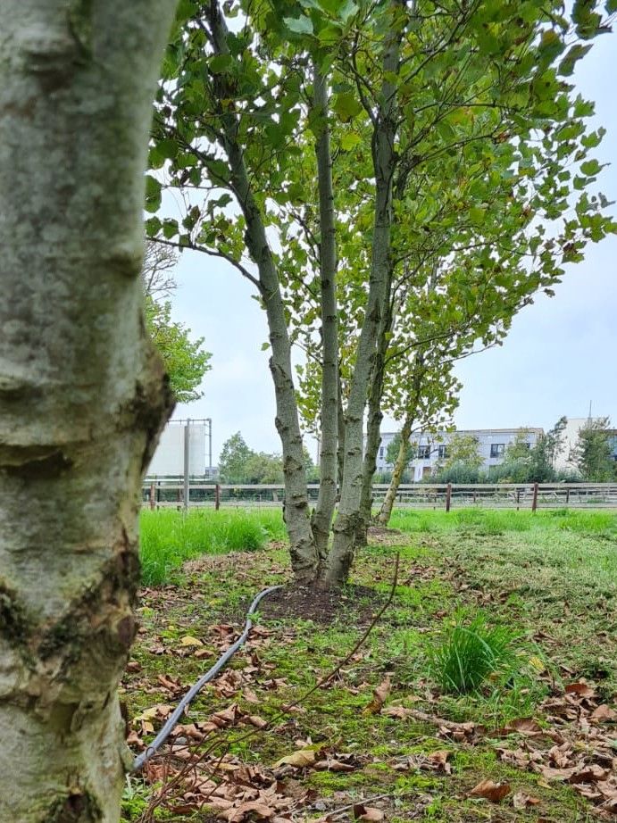 Oosterse plataan | Meerstammig