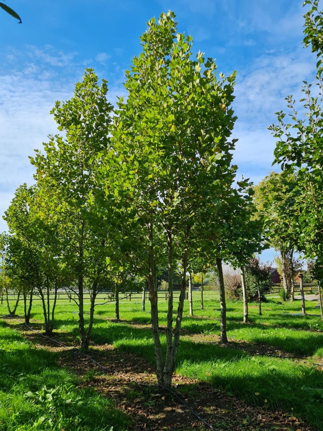 Oosterse plataan | Meerstammig
