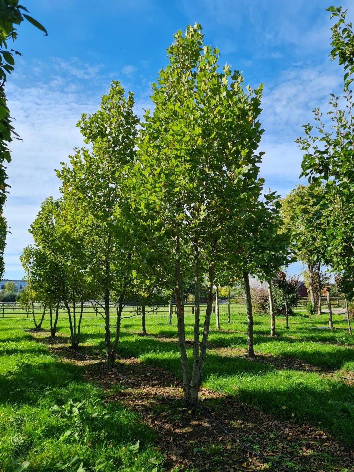 Oosterse plataan | Meerstammig