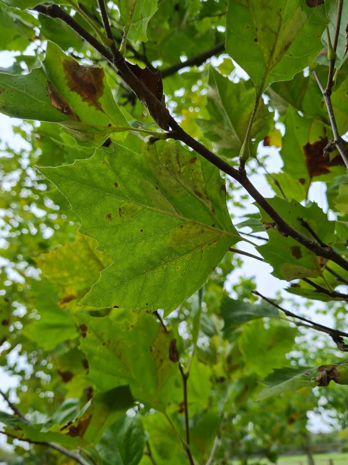 Oosterse plataan | Meerstammig
