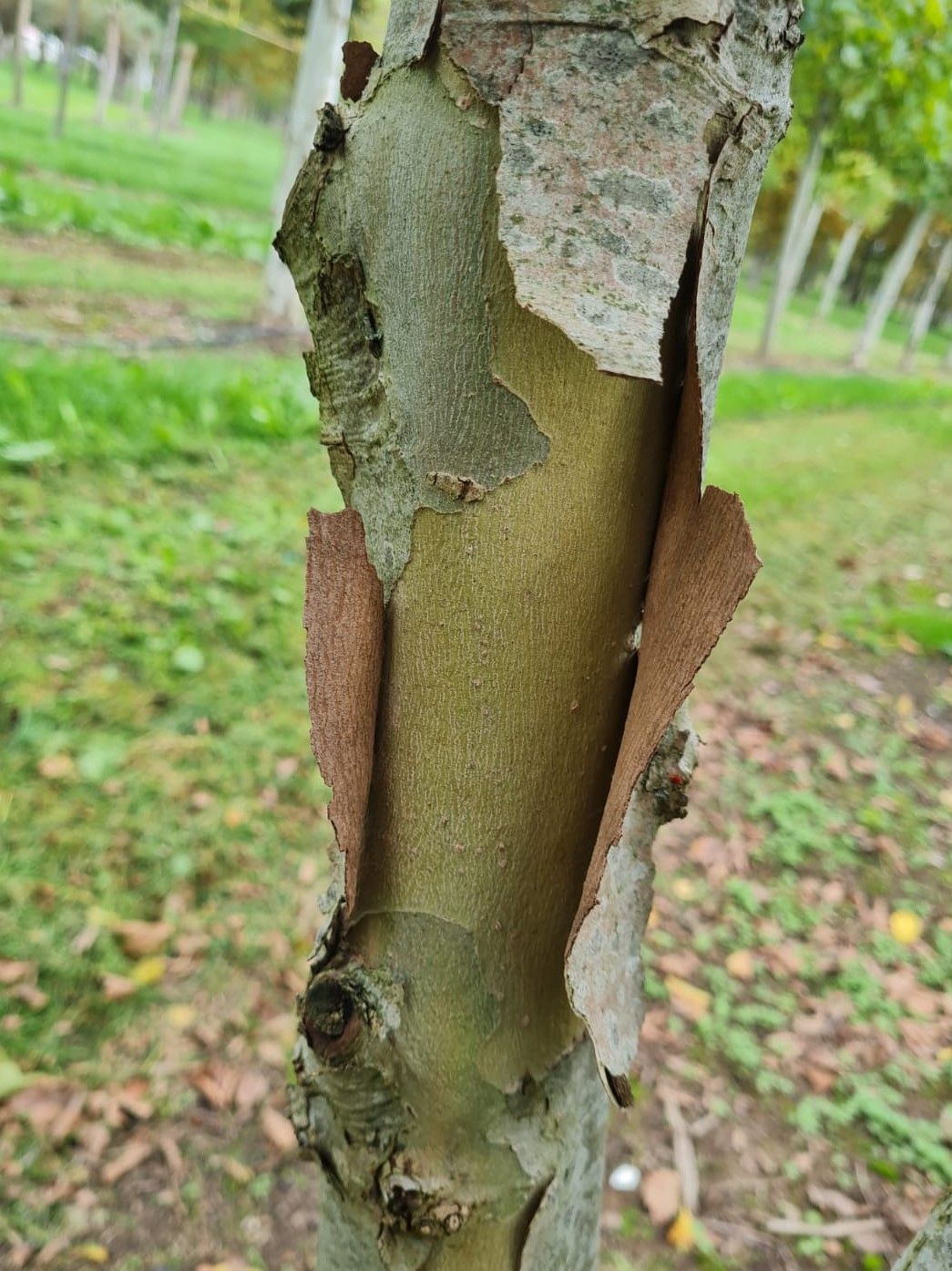 Oosterse plataan | Meerstammig