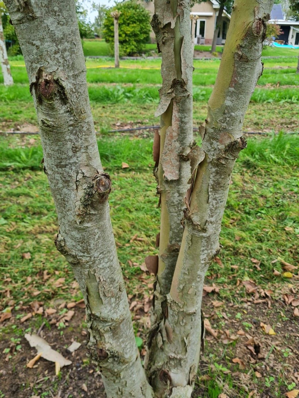 Oosterse plataan | Meerstammig