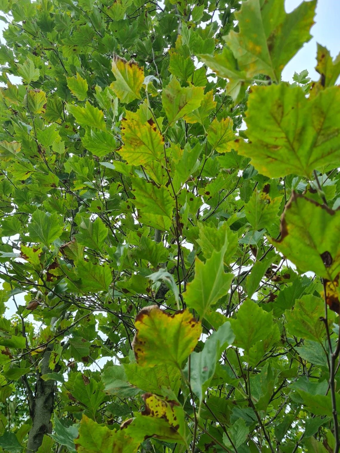 Oosterse plataan | Meerstammig