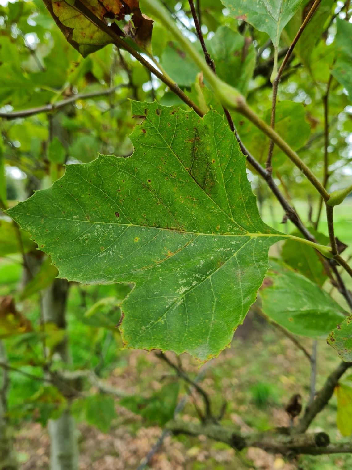 Oosterse plataan | Meerstammig