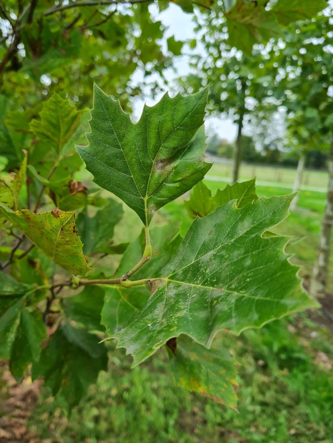 Oosterse plataan | Meerstammig