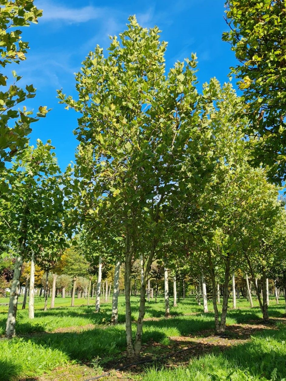 Oosterse plataan | Meerstammig