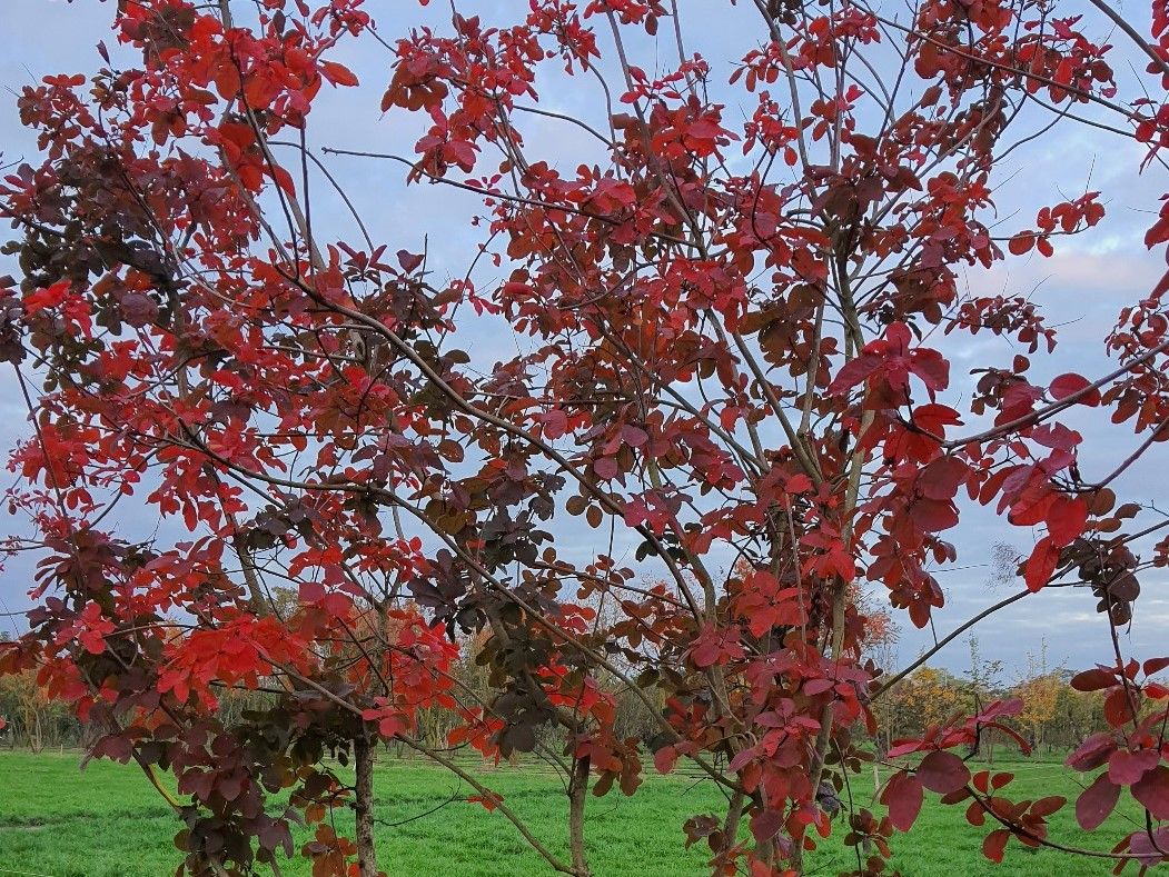 Paarse pruikenboom | Meerstammig