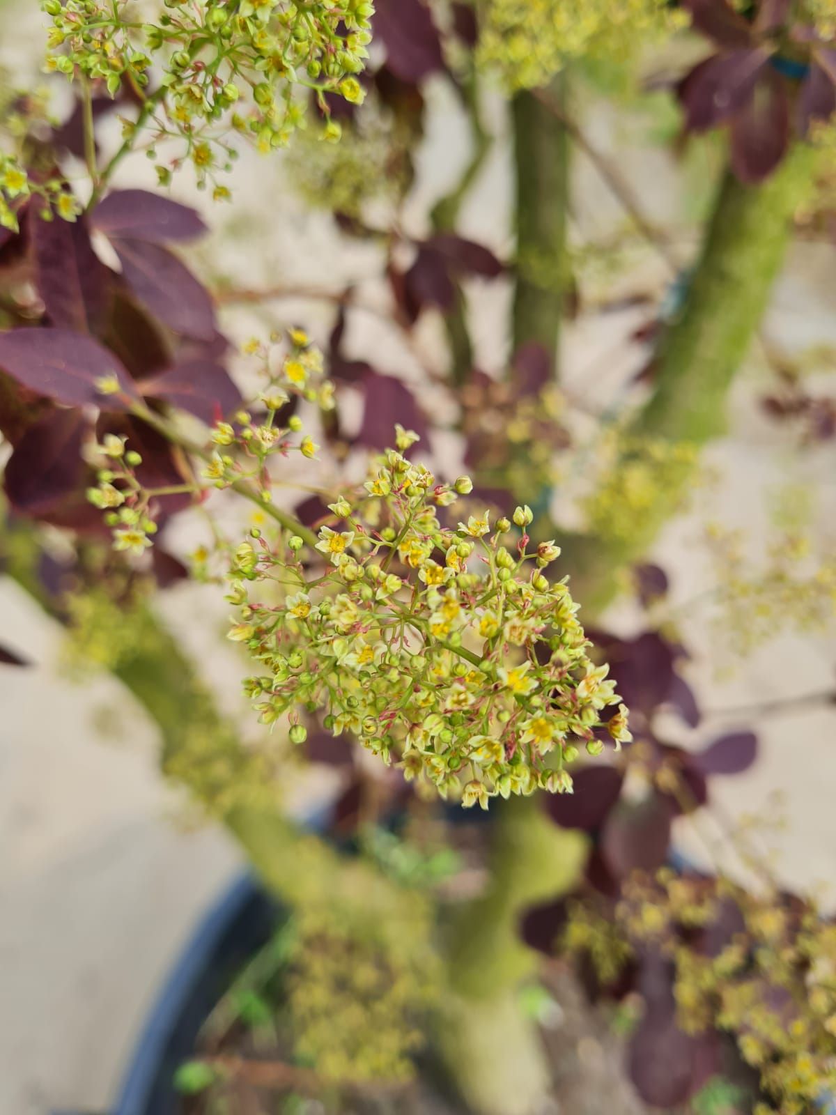 Paarse pruikenboom | Meerstammig