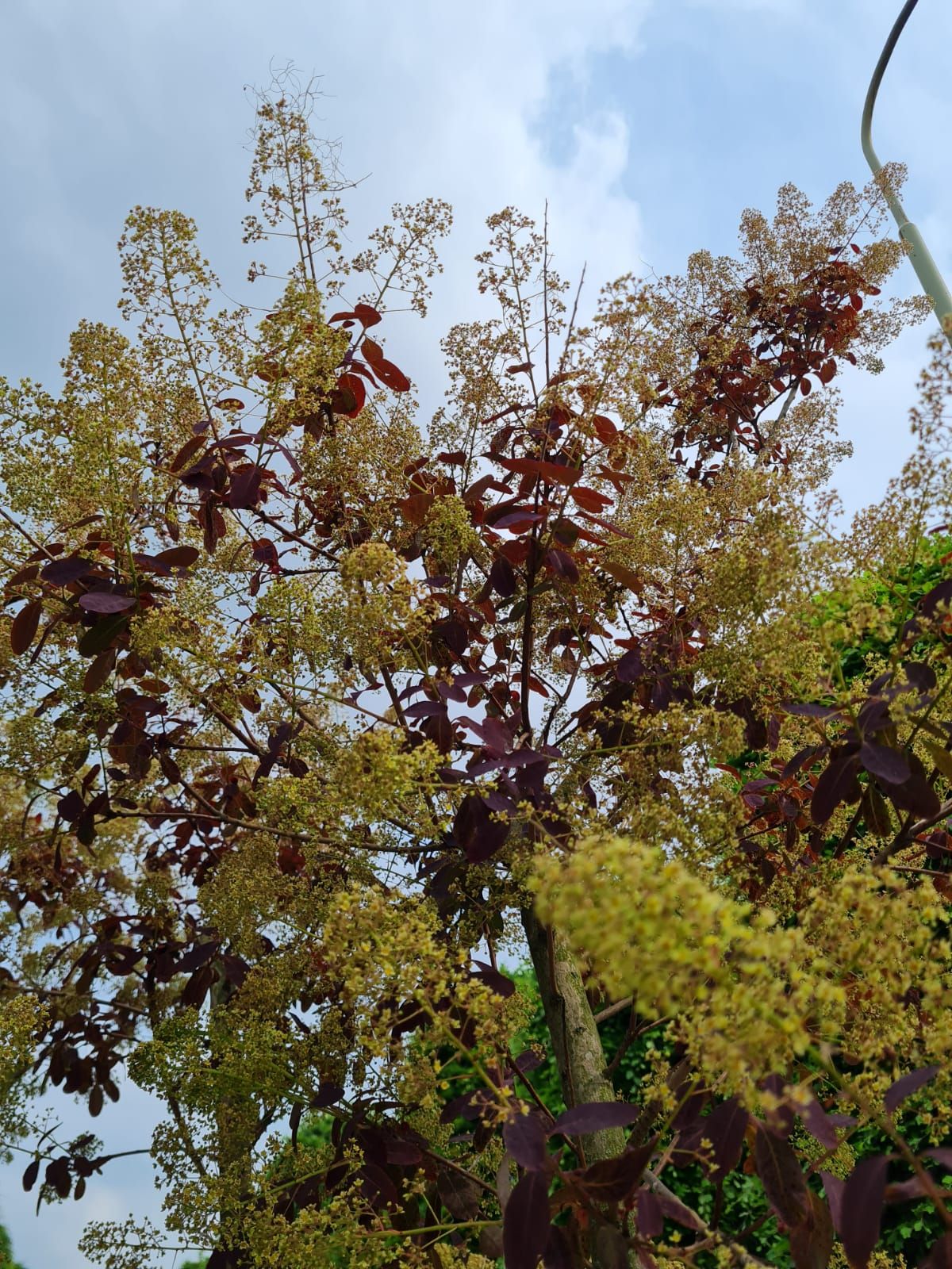 Paarse pruikenboom | Meerstammig