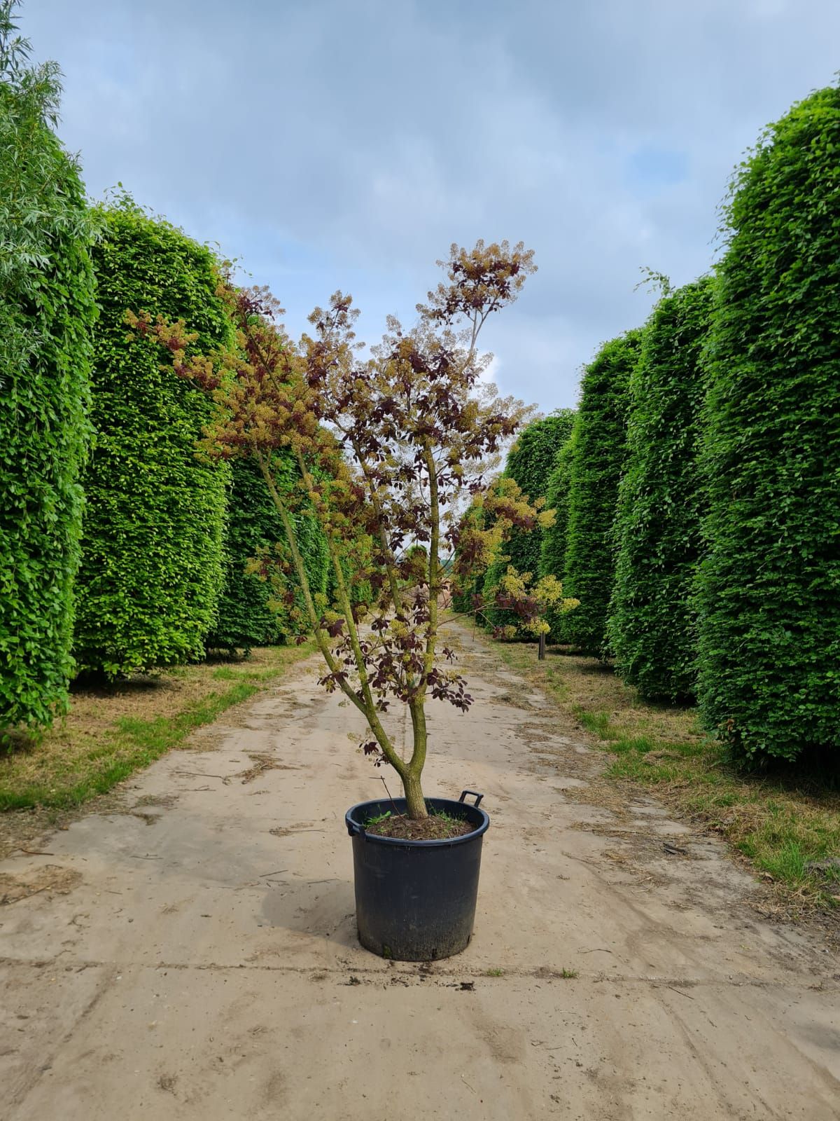 Paarse pruikenboom | Meerstammig