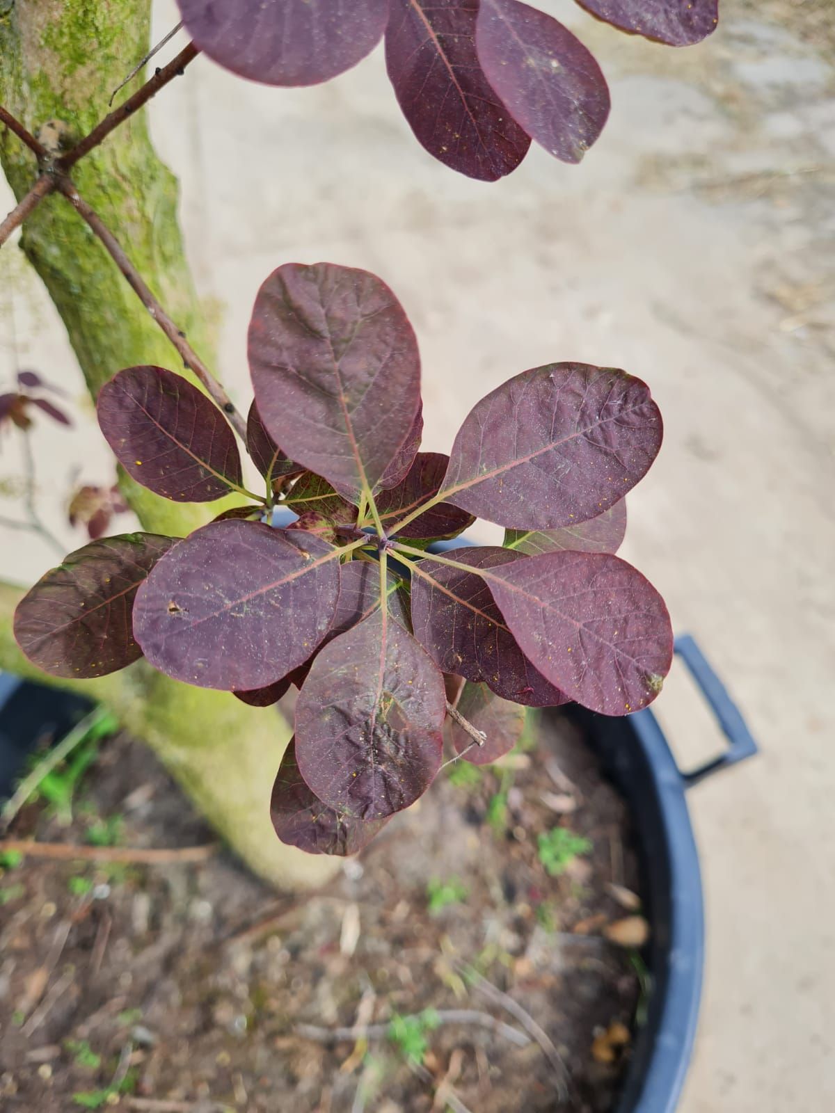 Paarse pruikenboom | Meerstammig