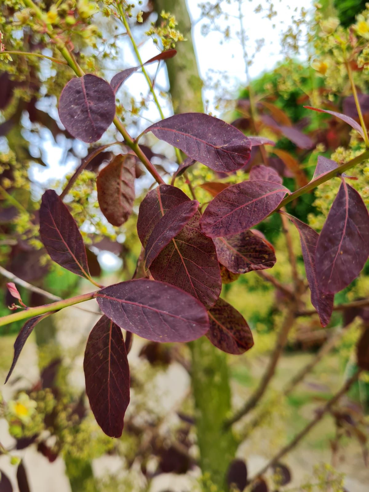 Paarse pruikenboom | Meerstammig