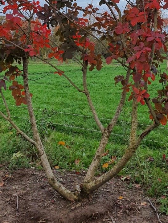 Paarse pruikenboom | Meerstammig