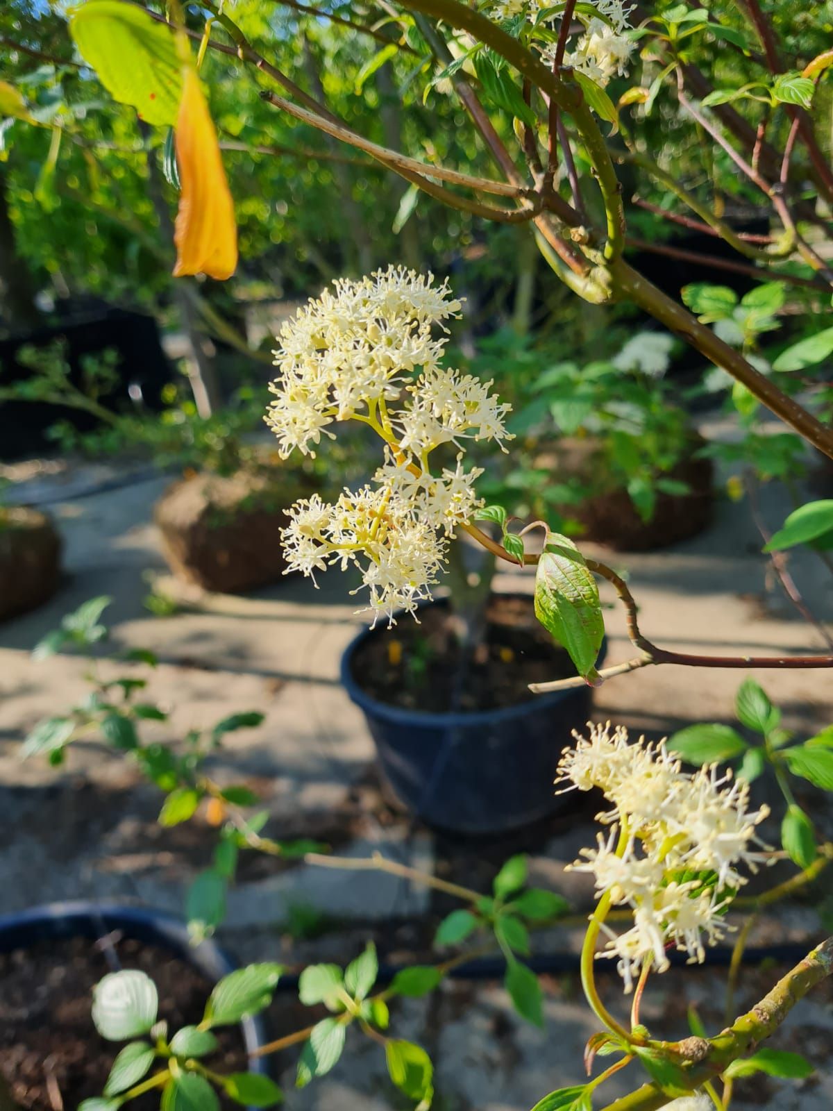 Pagode Kornoelje | Meerstammig