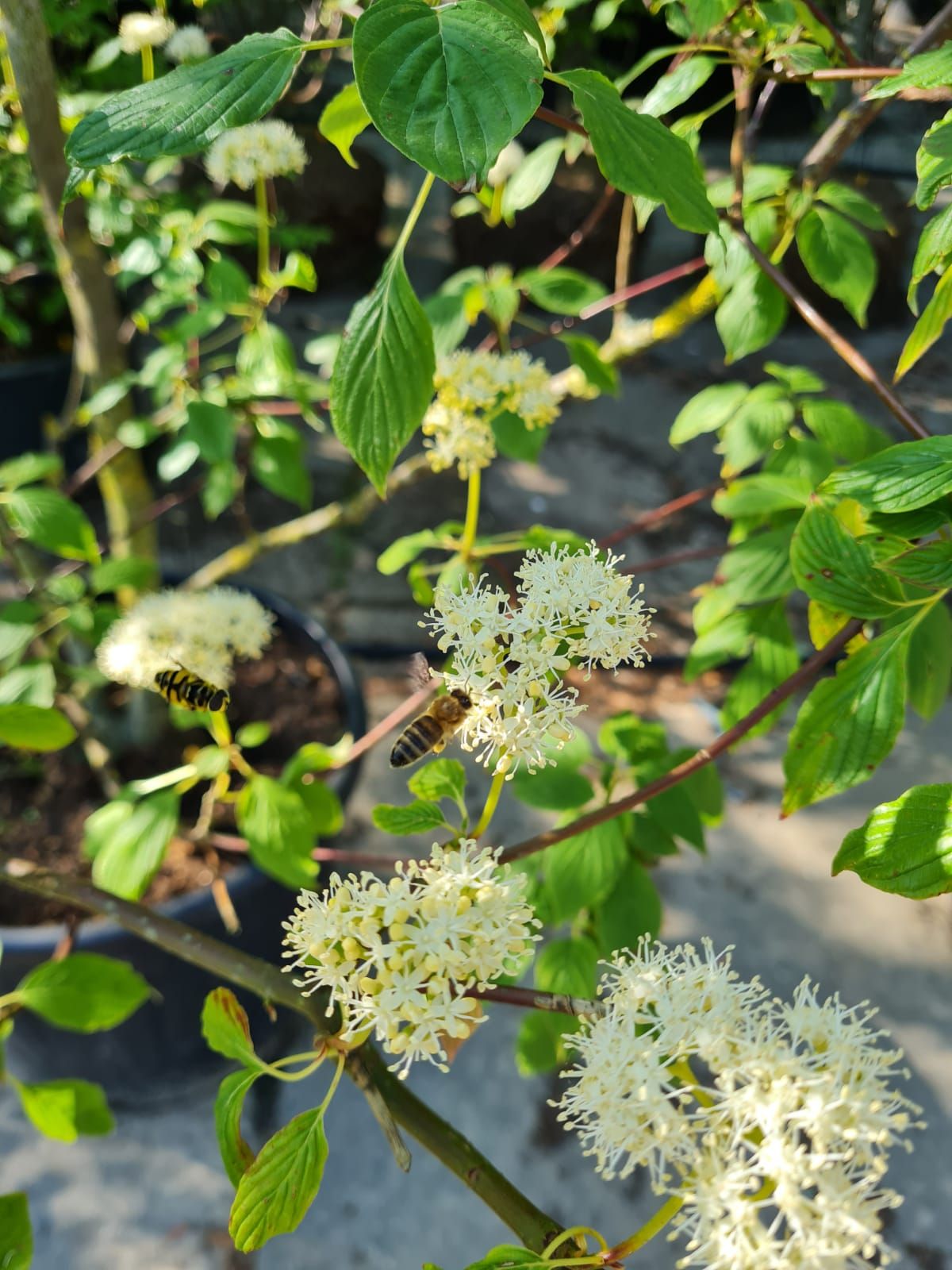 Pagode Kornoelje | Meerstammig