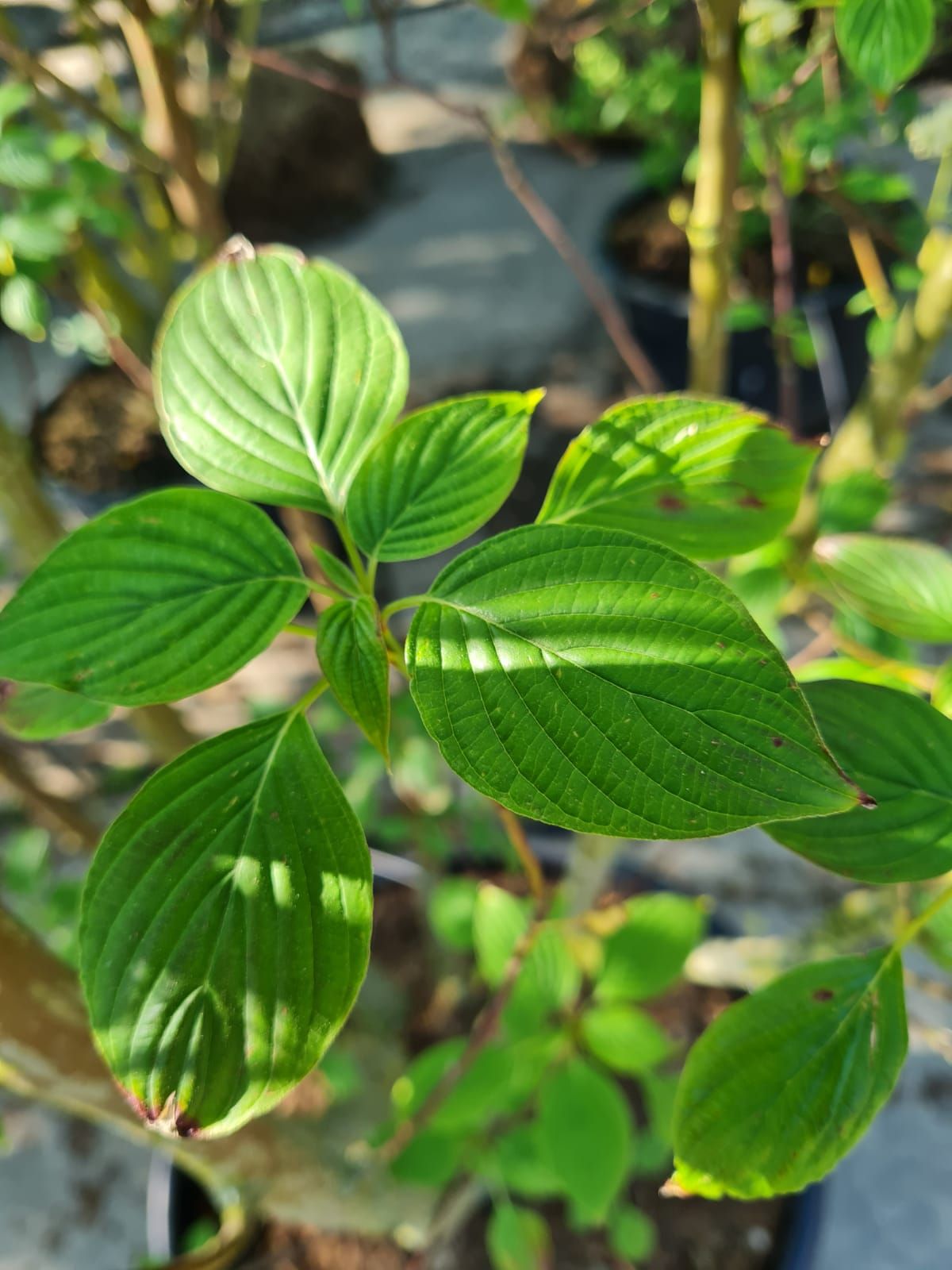 Pagode Kornoelje | Meerstammig