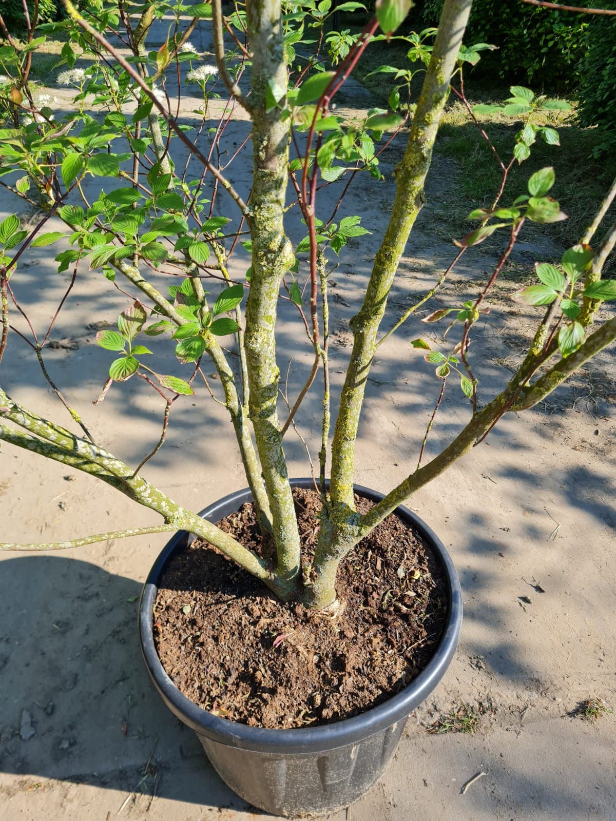 Pagode Kornoelje | Meerstammig