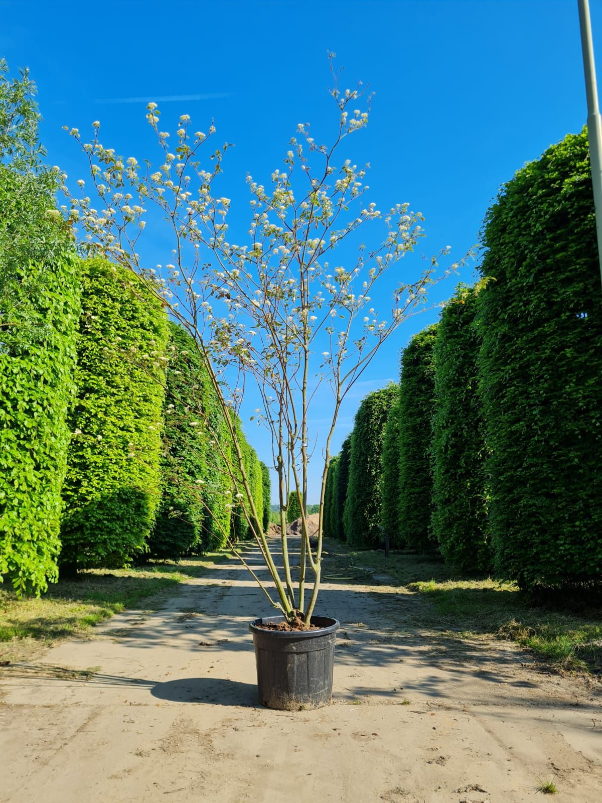 Pagode Kornoelje | Meerstammig