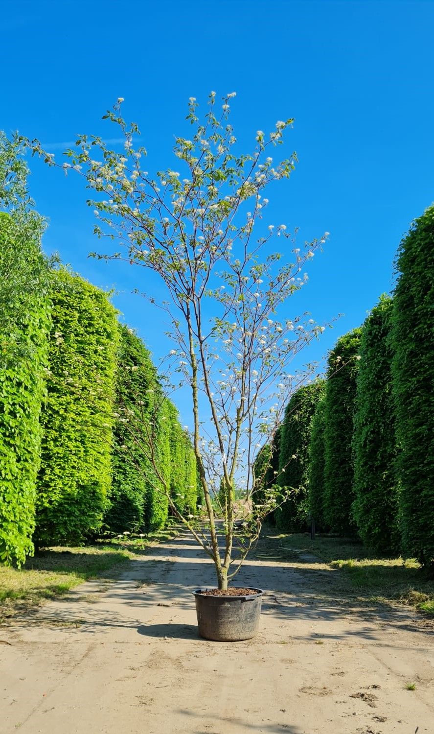 Pagode Kornoelje | Meerstammig