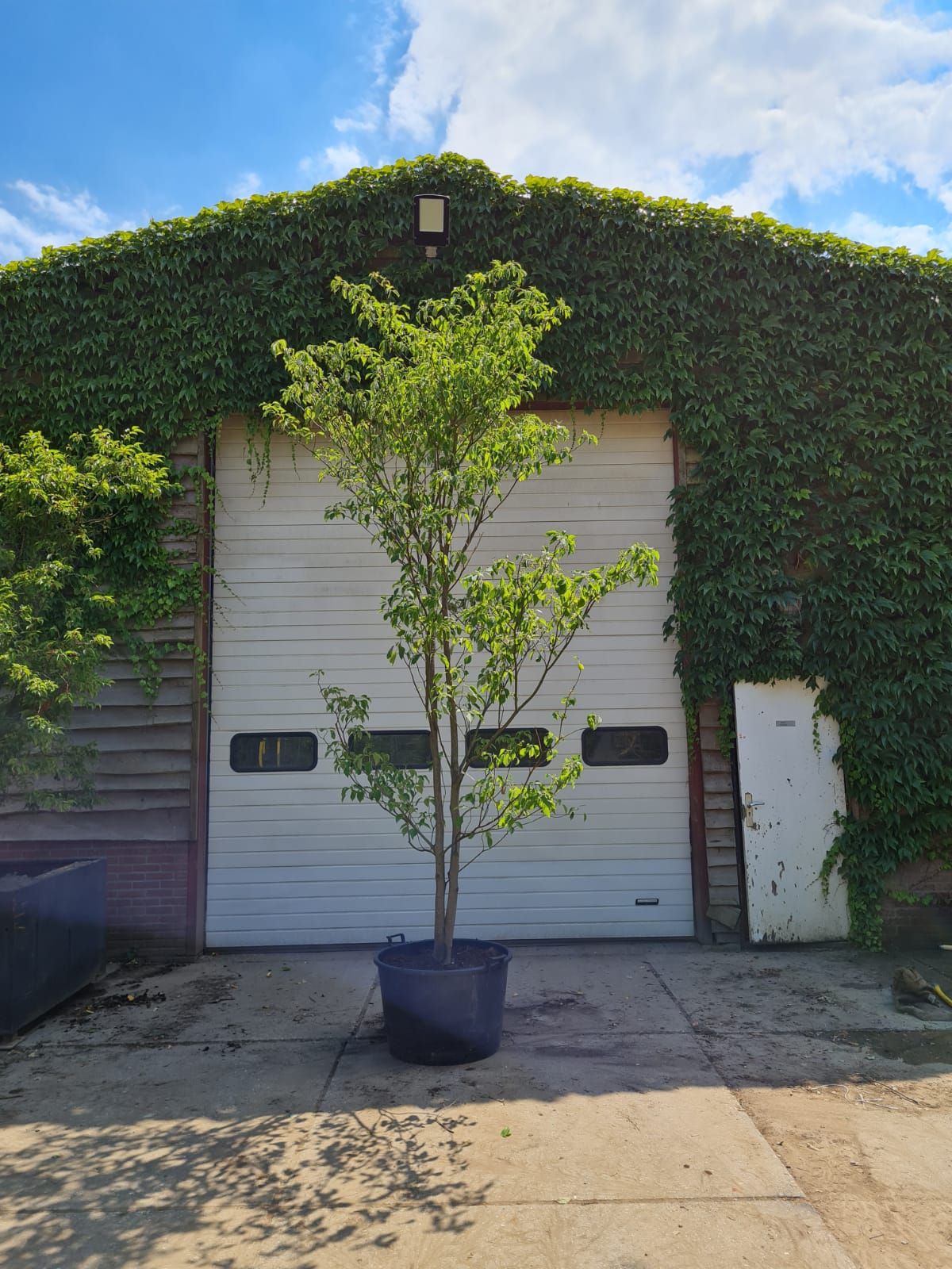 Pagode Kornoelje | Meerstammig