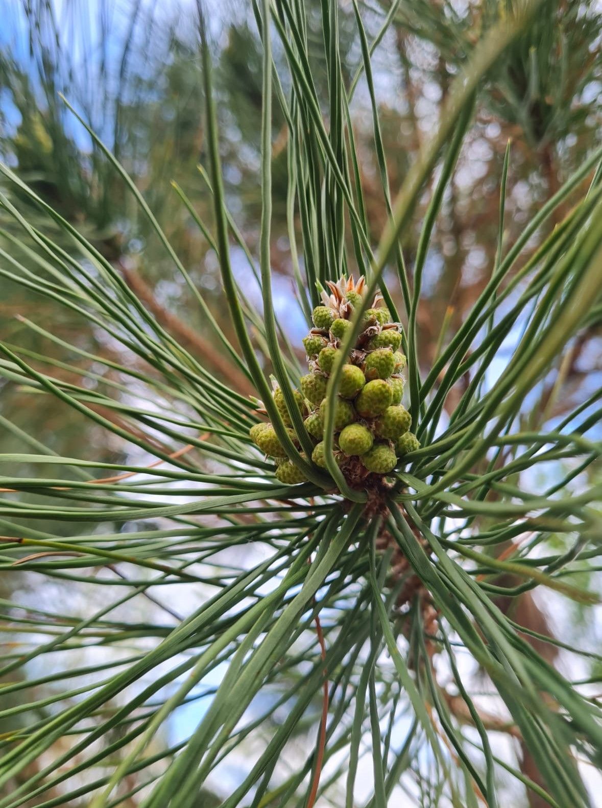 Parasolden | Halfstam