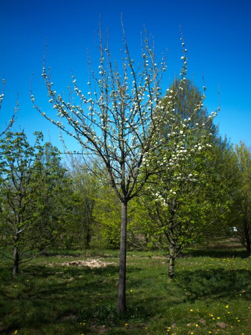 Sierpeer 'Beech hill' | Hoogstam