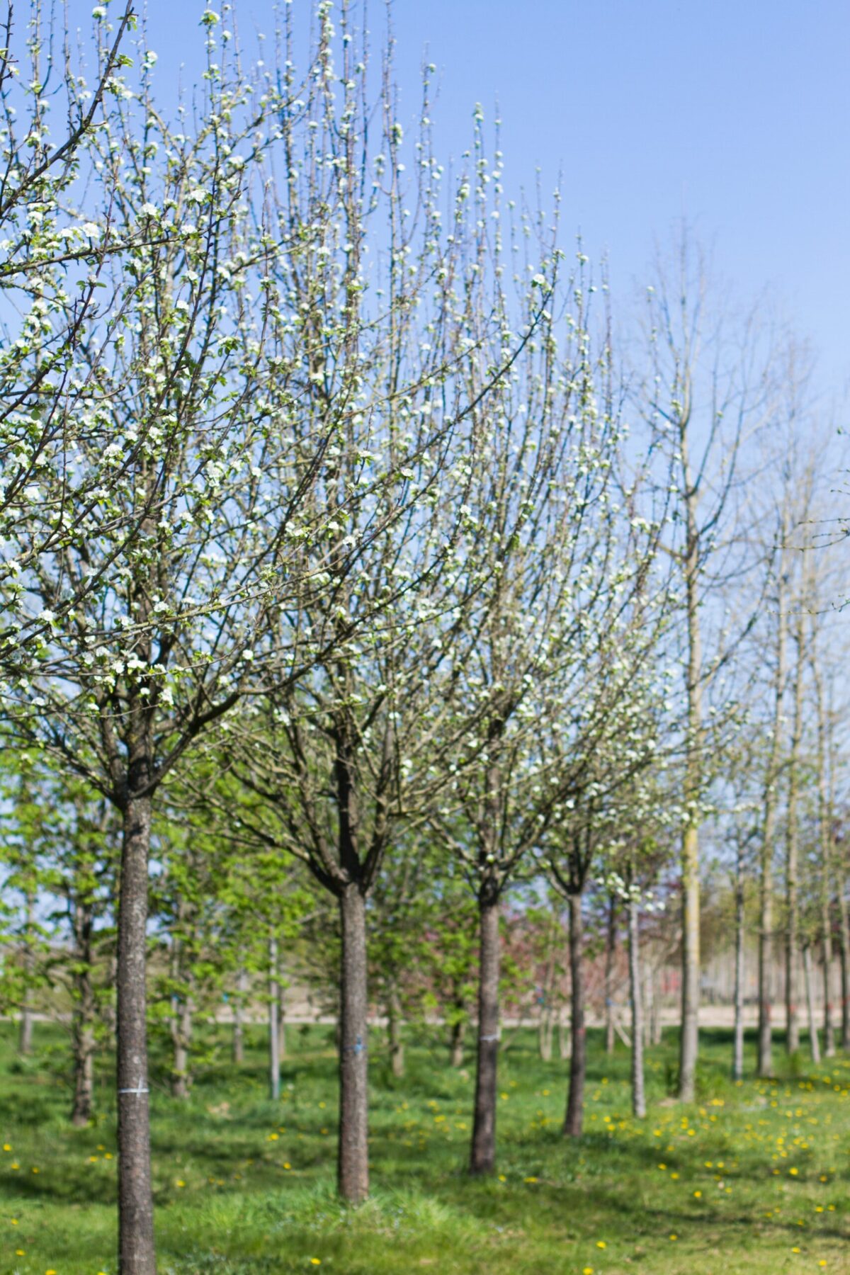 Sierpeer 'Beech hill' | Hoogstam