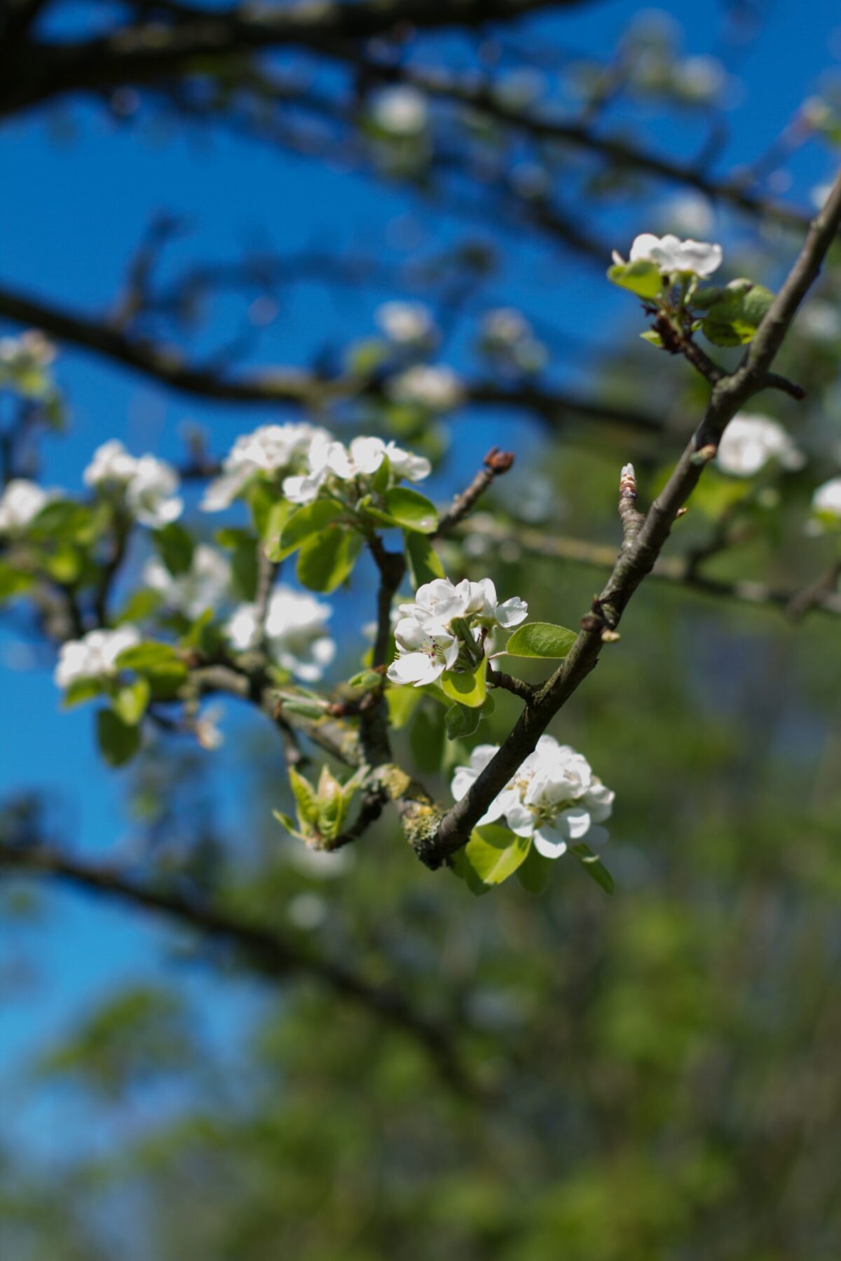 Sierpeer 'Beech hill' | Hoogstam