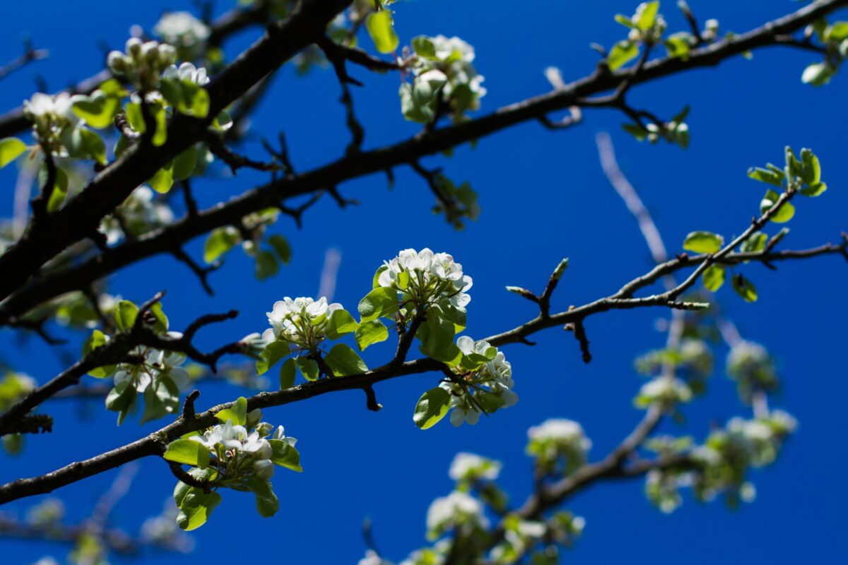 Sierpeer 'Beech hill' | Hoogstam