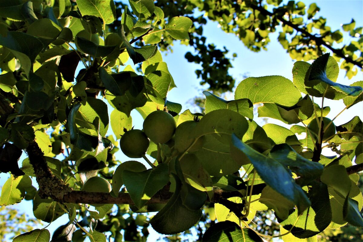 Sierpeer 'Beech hill' | Hoogstam